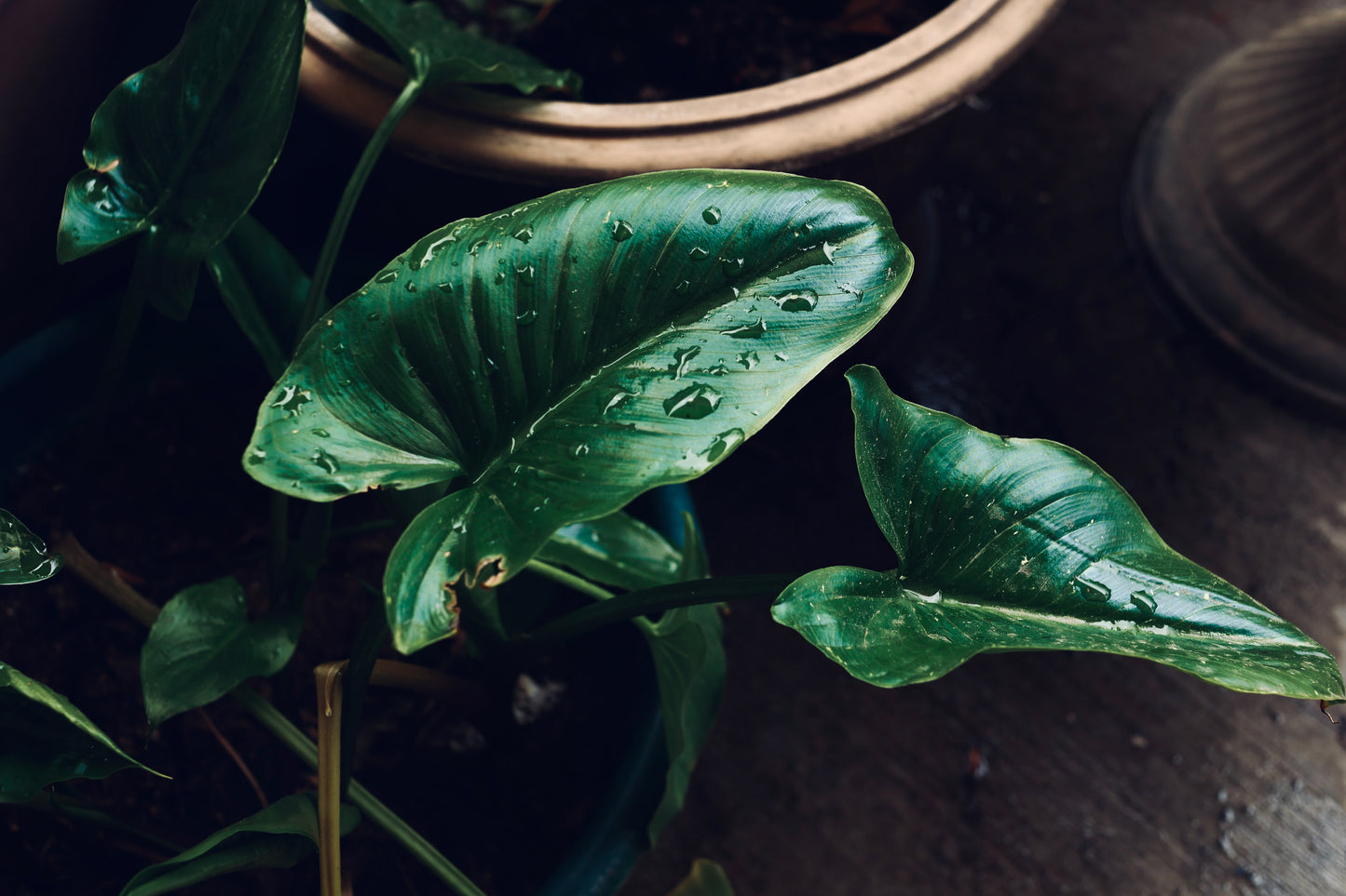 Beautiful Green
