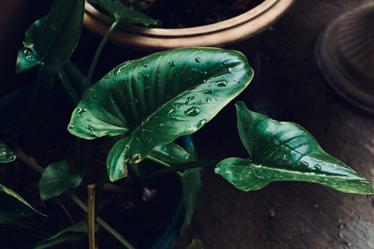 Beautiful Green