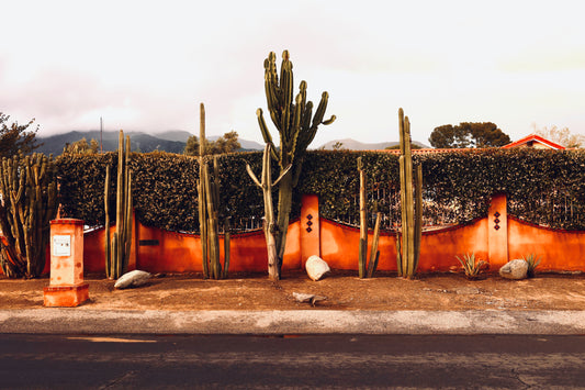 Cactus & Fence