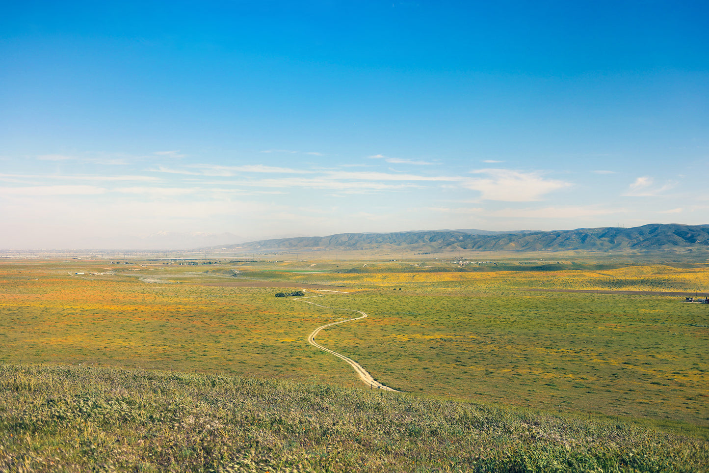 Antelope Valley Poppy Fields