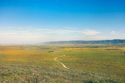 Antelope Valley Poppy Fields