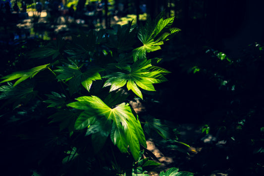 Emergence